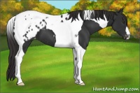 Horse Color:Liver Chestnut Tobiano Appaloosa 