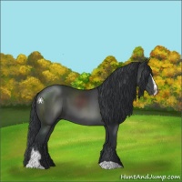 Horse Color:Black Sabino 