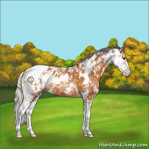 Horse Color:Silver Buckskin Sabino Appaloosa 