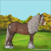 Horse Color:Silver Black Sabino 