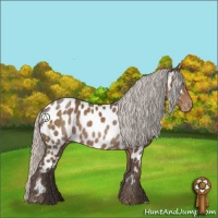 Horse Color:Silver Black Appaloosa Rabicano 