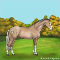 Horse Color:Silver Black Pearl Sabino Splash Rabicano 