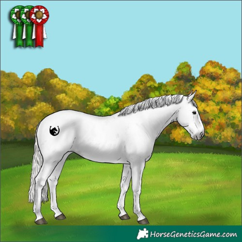 Horse Color:Gray Silver Grullo Sabino 