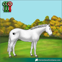 Horse Color:Gray Silver Grullo Sabino