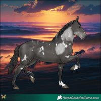 Horse Color:White Spotted Black 