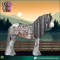 Horse Color:White Spotted Brown Appaloosa