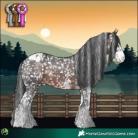 Horse Color:White Spotted Brown Appaloosa 