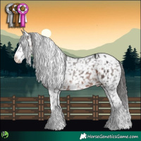 Horse Color:White Spotted Brown Appaloosa 