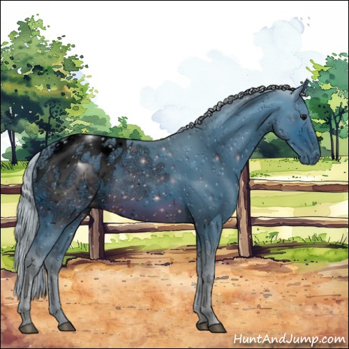 Horse Color:ERROR: UNKNOWN ANOMALY