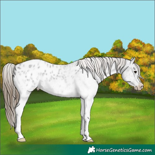 Horse Color:White Spotted Smoky Black Ice Appaloosa 