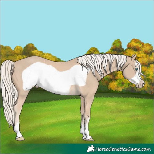 Horse Color:Cremello Frame