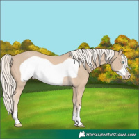 Horse Color:Cremello Frame