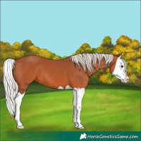 Horse Color:Silver Bay Splash 