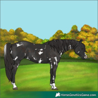 Horse Color:White Spotted Liver Chestnut 