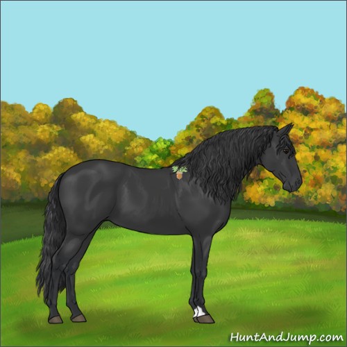 Horse Color:Black 