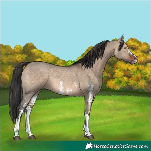 Horse Color:Brown Dun Sabino Rabicano