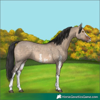 Horse Color:Brown Dun Sabino Rabicano