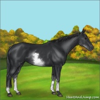 Horse Color:White Spotted Black 