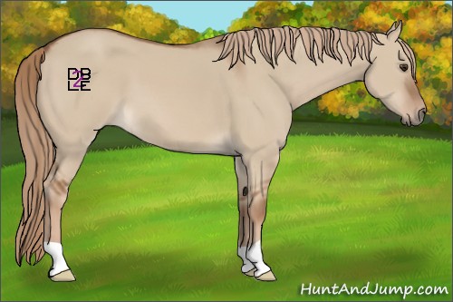Horse Color:Red Dun