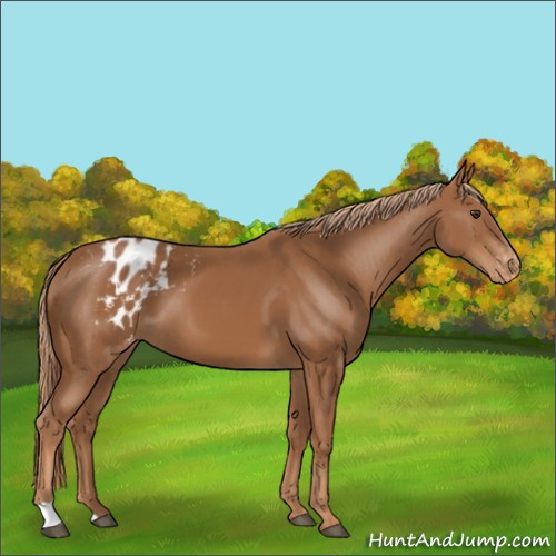 Horse Color:Chestnut Appaloosa 