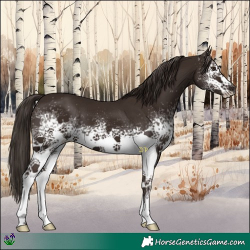 Horse Color:White Spotted Liver Chestnut 