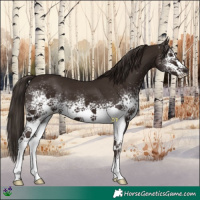Horse Color:White Spotted Liver Chestnut 