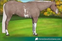 Horse Color:Silver Black Sabino Tobiano Appaloosa 