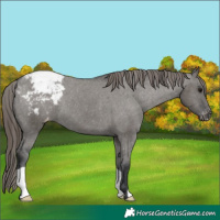 Horse Color:Grullo Appaloosa 