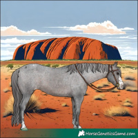 Horse Color:Brown Appaloosa