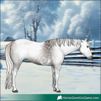 Horse Color:Gray Silver Black Tobiano 