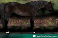 Horse Color:Void Midnight Brown Splash