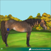 Horse Color:Buckskin 