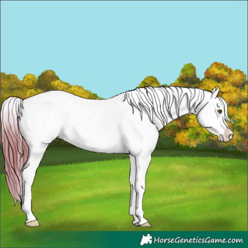 Horse Color:Brown Ice Pearl Tobiano Appaloosa 