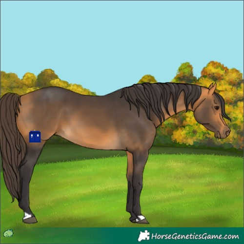 Horse Color:Buckskin 