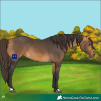 Horse Color:Buckskin 