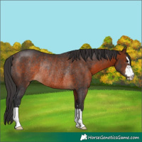 Horse Color:Bay Rabicano 