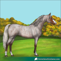 Horse Color:Silver Bay Roan 