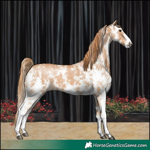Horse Color:Chestnut Sabino