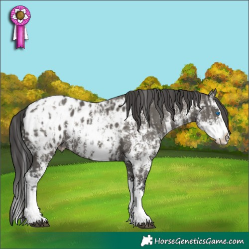 Horse Color:Grullo Sabino Splash Blanket and Grullo Sabino Splash Blanket