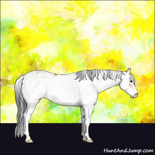 Horse Color:Bay Sabino 