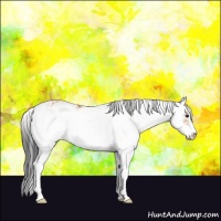 Horse Color:Bay Sabino 