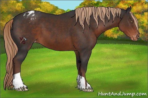 Horse Color:Liver Chestnut Appaloosa 