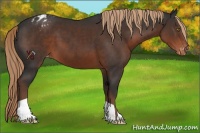Horse Color:Liver Chestnut Appaloosa 