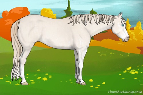 Horse Color:Perlino Sabino  and Perlino Sabino Splash 