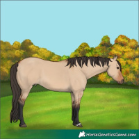 Horse Color:Bay Dun