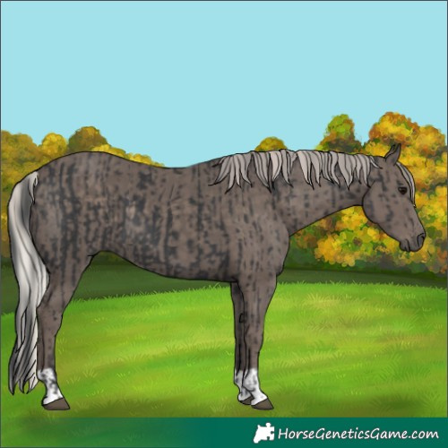 Horse Color:Black  and Silver Black 