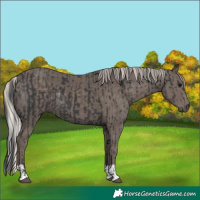 Horse Color:Black  and Silver Black 