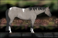 Horse Color:Grullo Roan Tobiano 