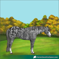 Horse Color:Black  and Black Appaloosa 