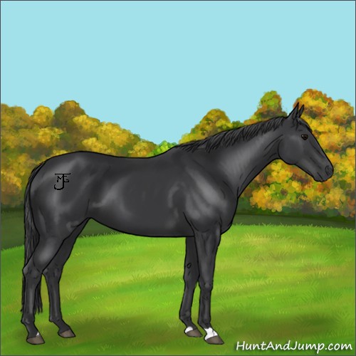Horse Color:Black 